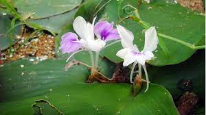 Địa liền-Kaempferia galanga, Zingiberaceae